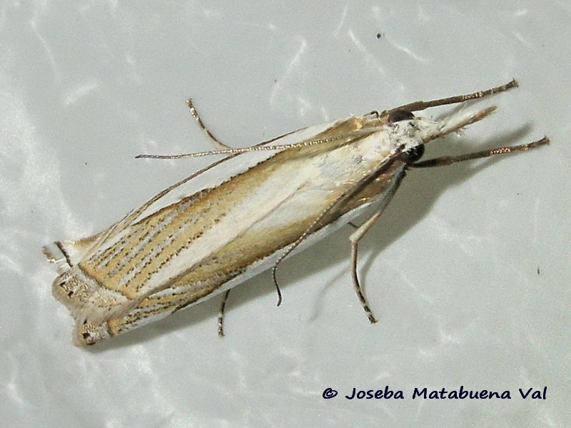 Crambus pascuella - Crambidae